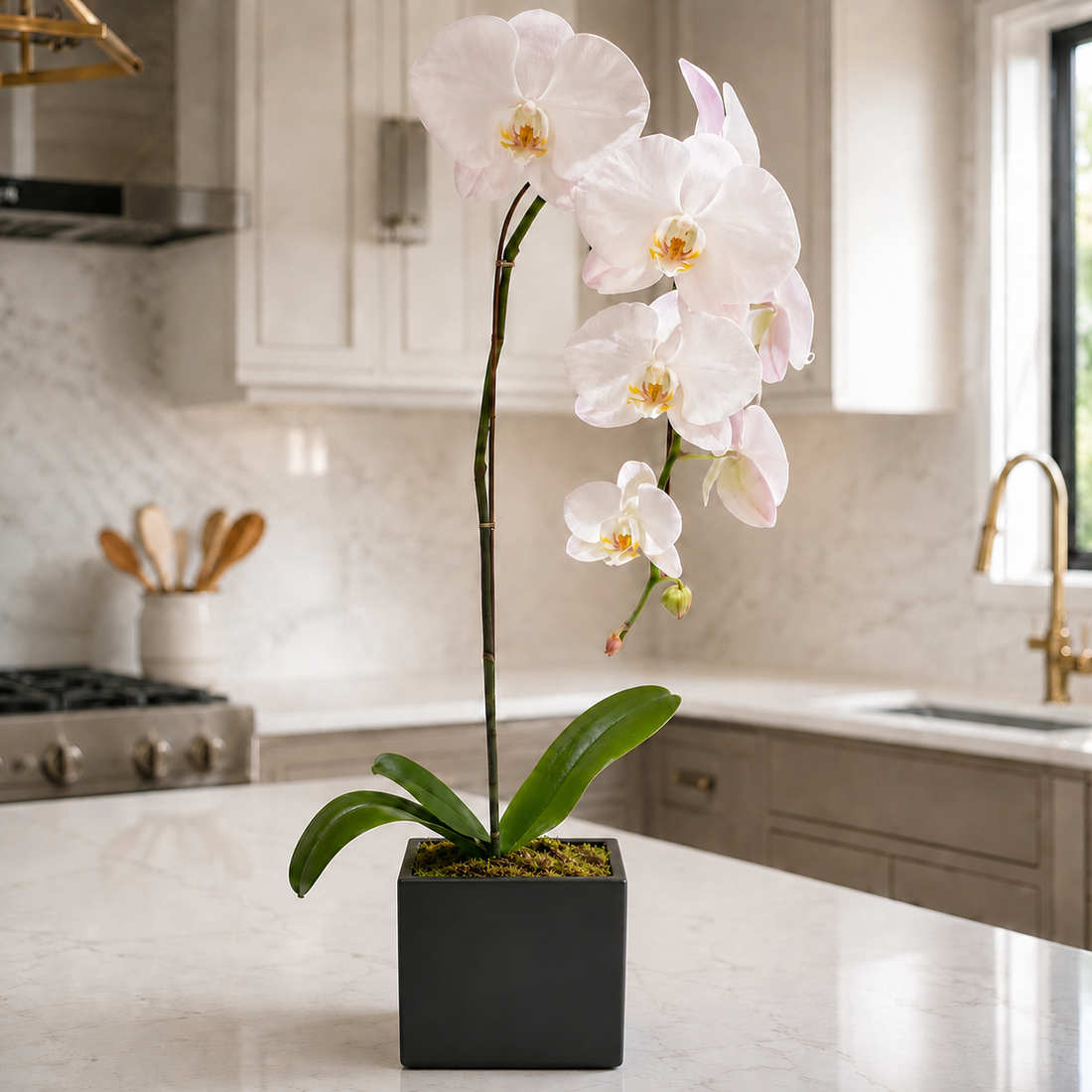Magnificent Orchid Plant