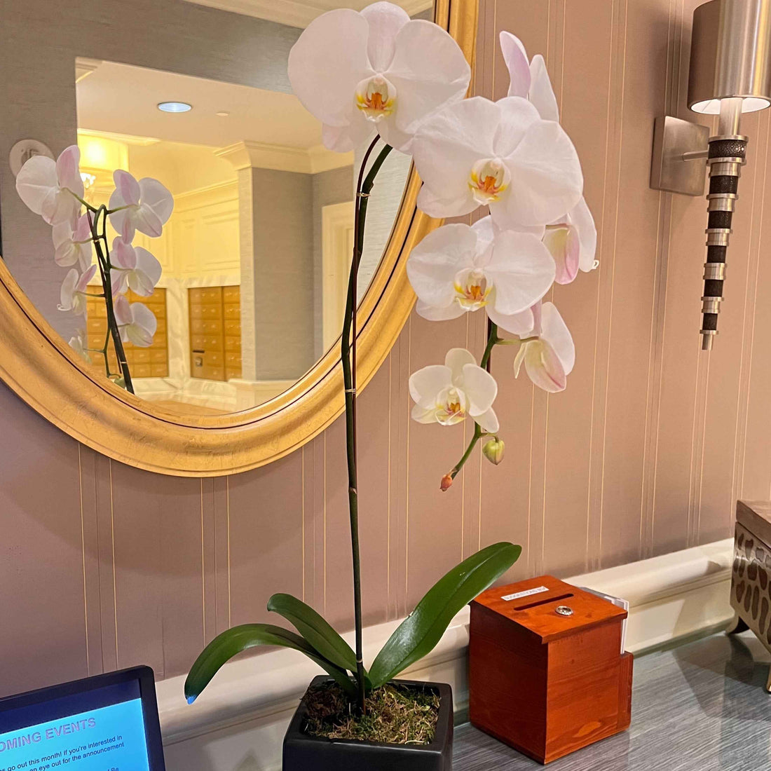 Magnificent Orchid Plant