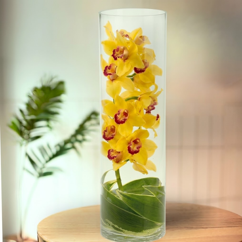Sunkissed Orchid