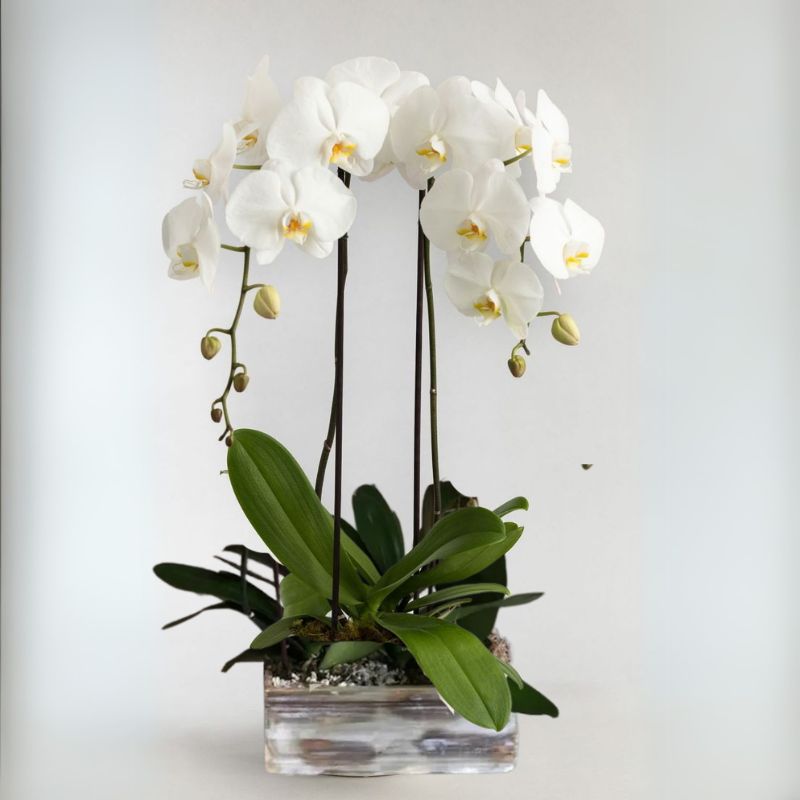 Divine Orchid