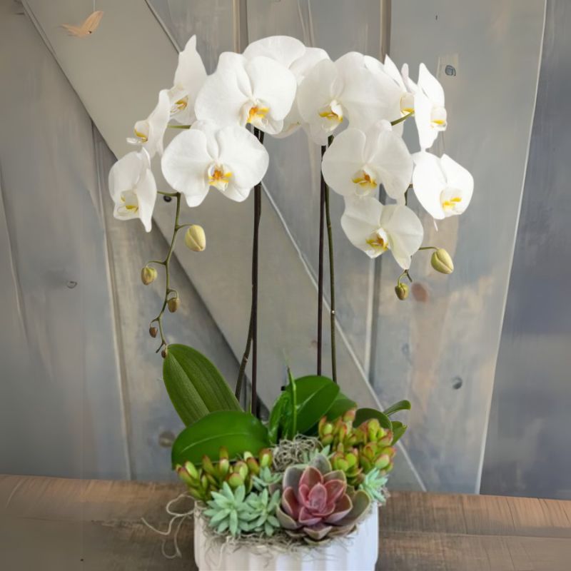 Orchids In The Desert