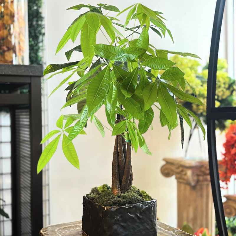 money tree san francisco Money Tree Floor Plant Floor Size Plant (Large) by 1-800 Flowers