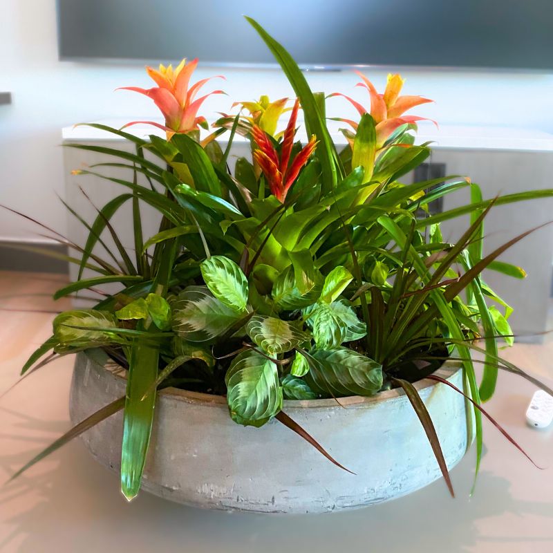 Dish Garden