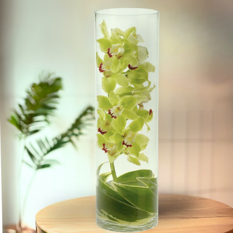 Zensational Orchid