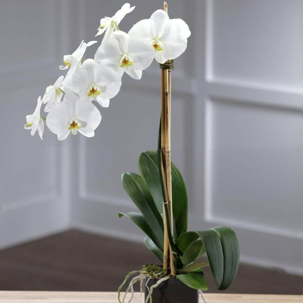 Magnificent Orchid Plant - Tiger Lily Floral