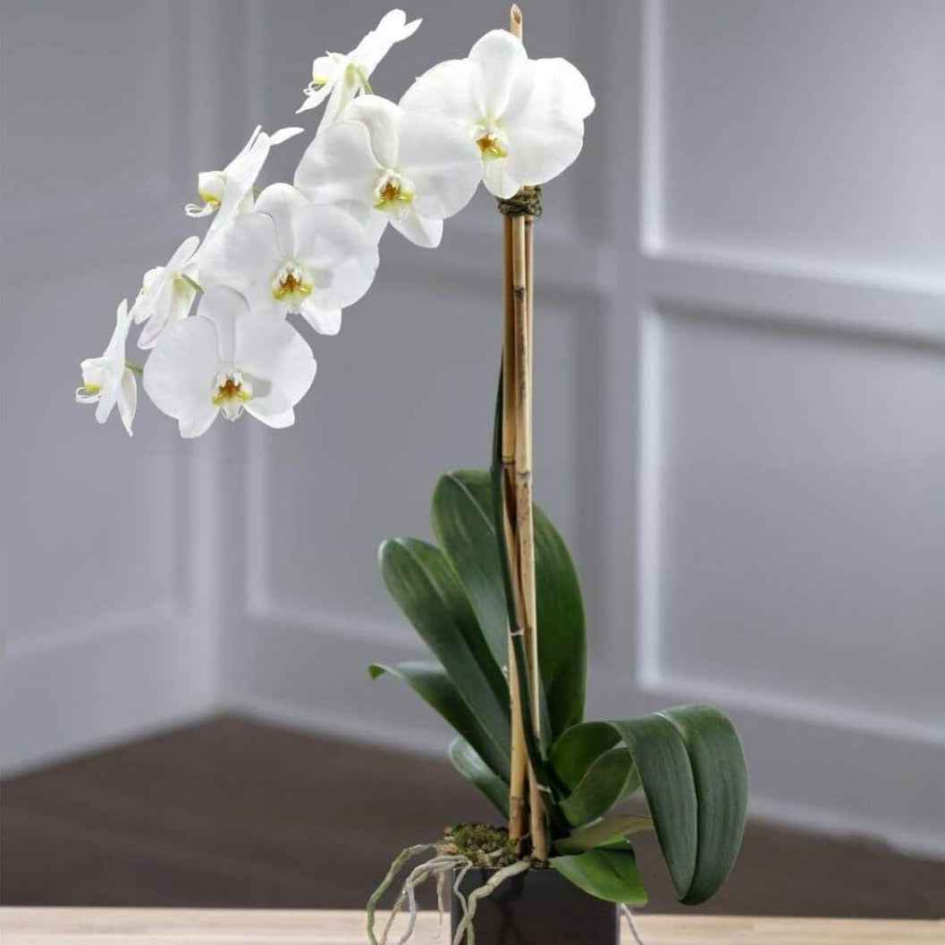 Magnificent Orchid Plant