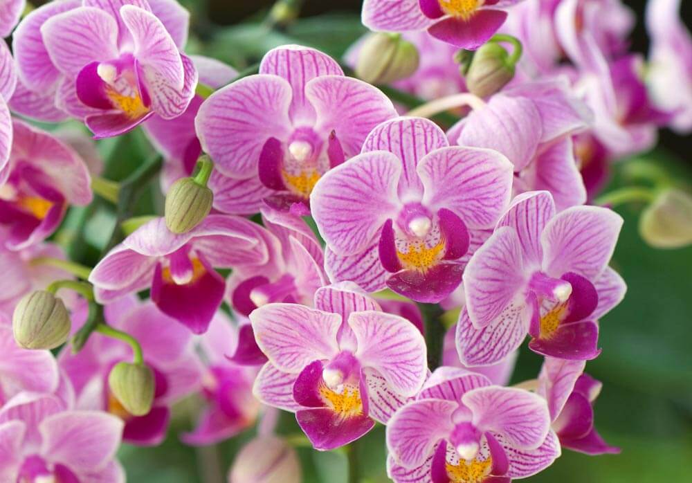orchid flowers las vegas