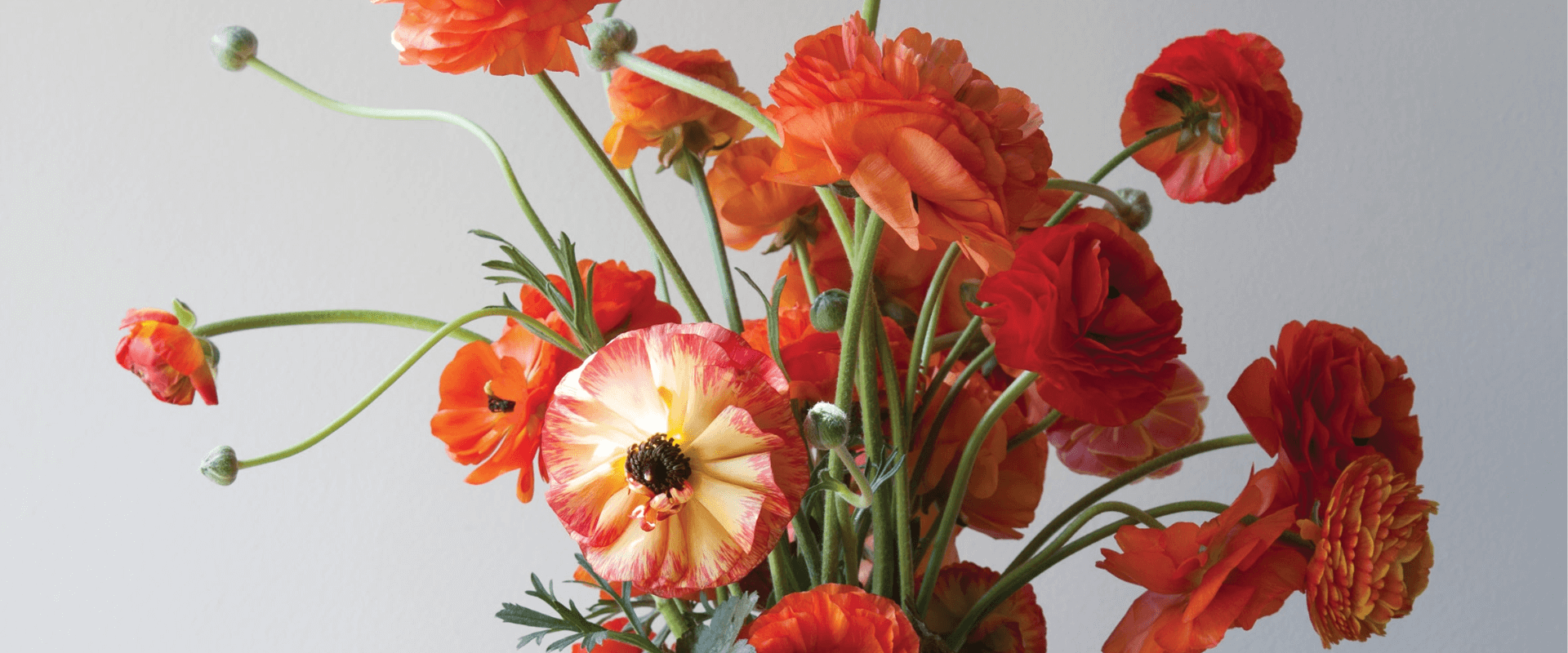 Designer's Choice - Tiger Lily Floral