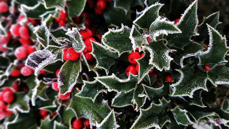 Holiday Flowers - Tiger Lily Floral