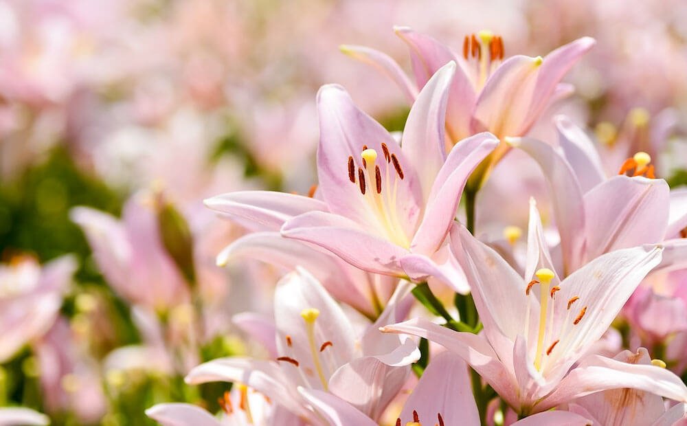 Lilies - Tiger Lily Floral