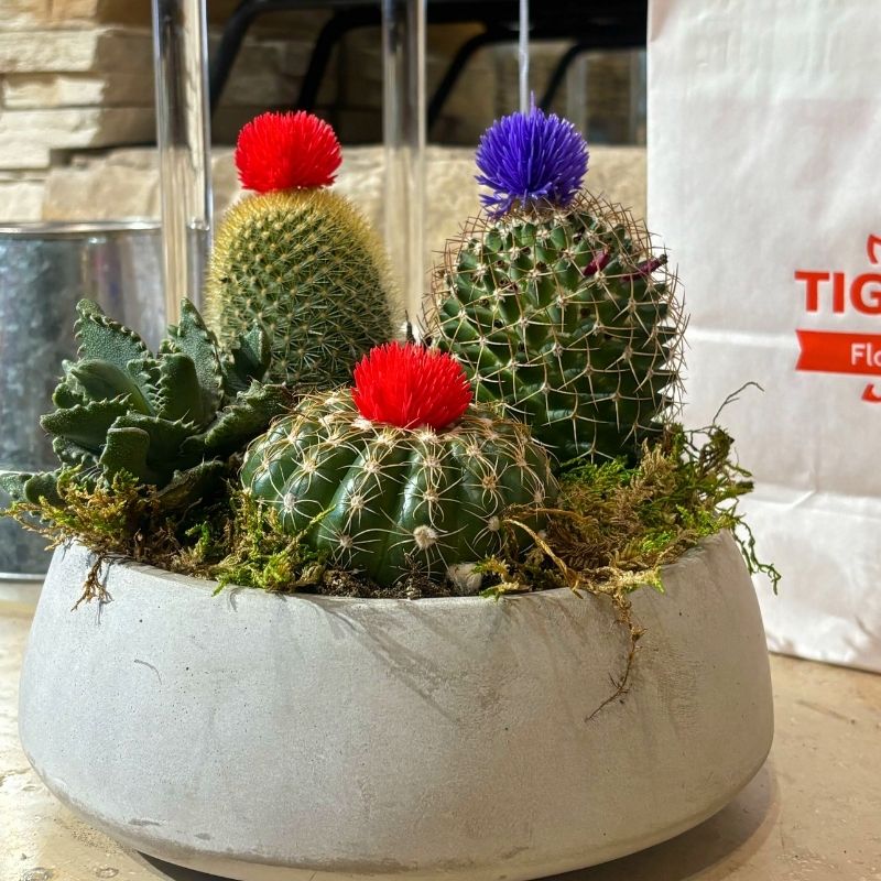 Desert Jewel Cactus Garden