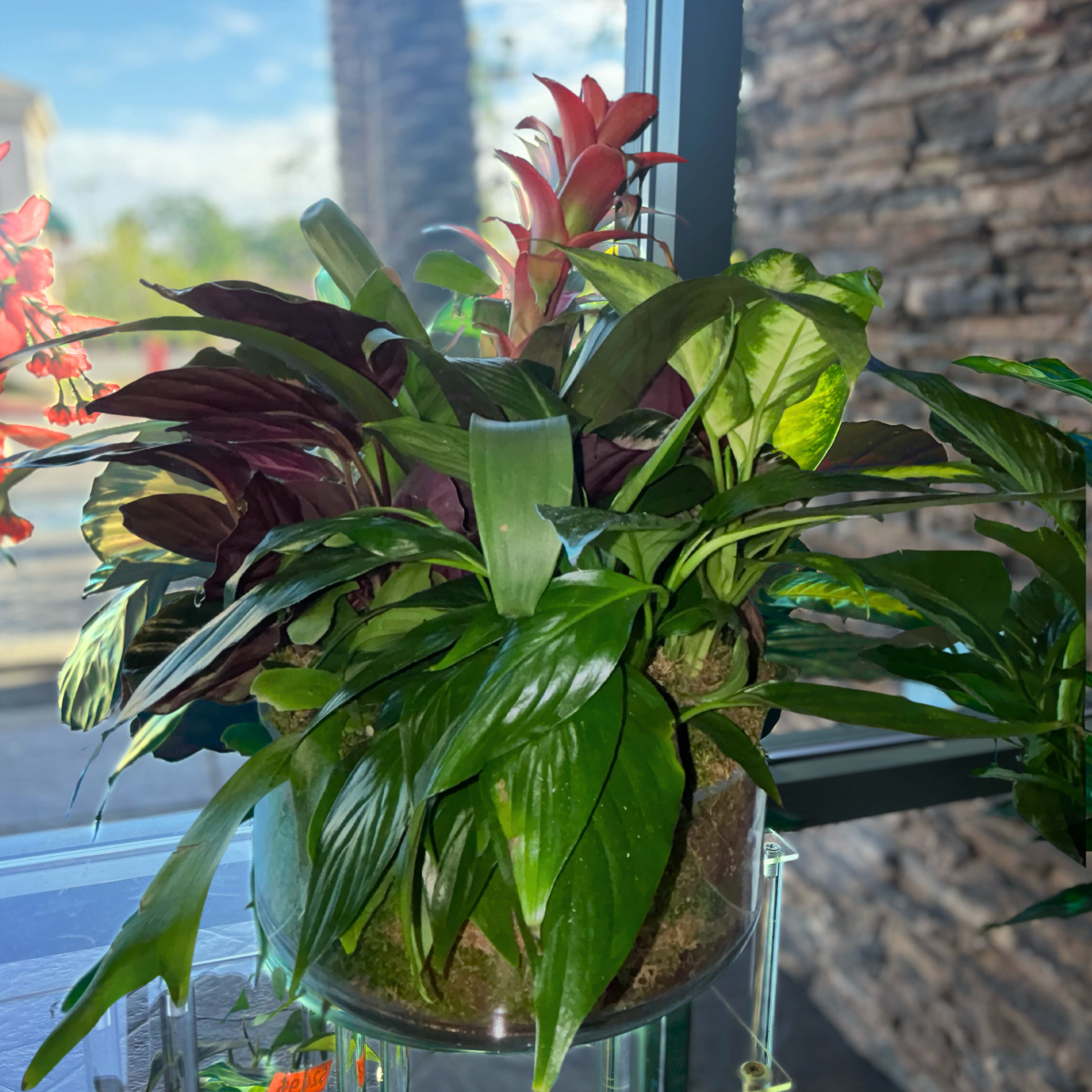 Premium Designer Choice Dish Garden