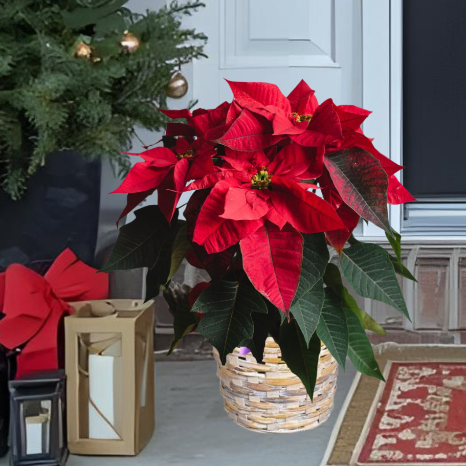 Poinsettia Plant