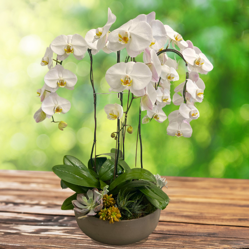Divine Orchid