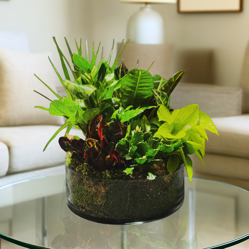 Premium Designer Choice Dish Garden