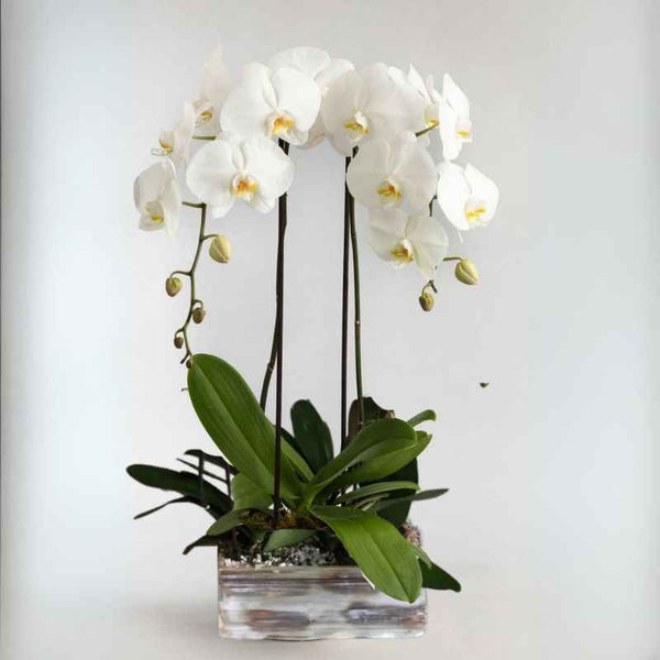 tiger lily orchid Divine Orchids