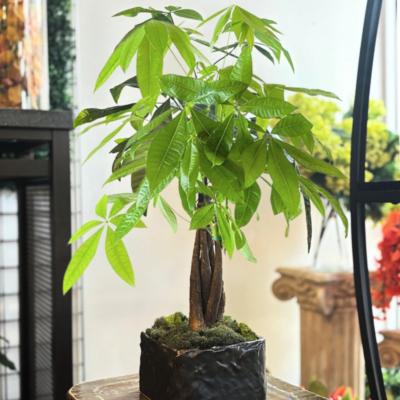 Lucky Money Tree