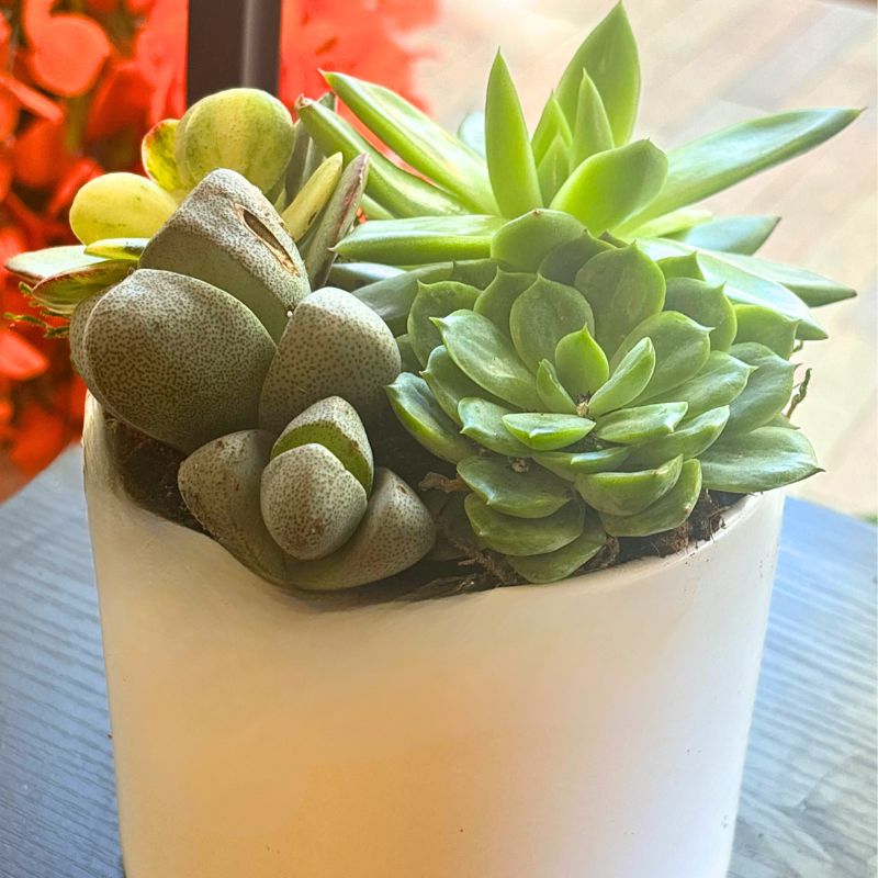 Mini Mirage Succulent Garden