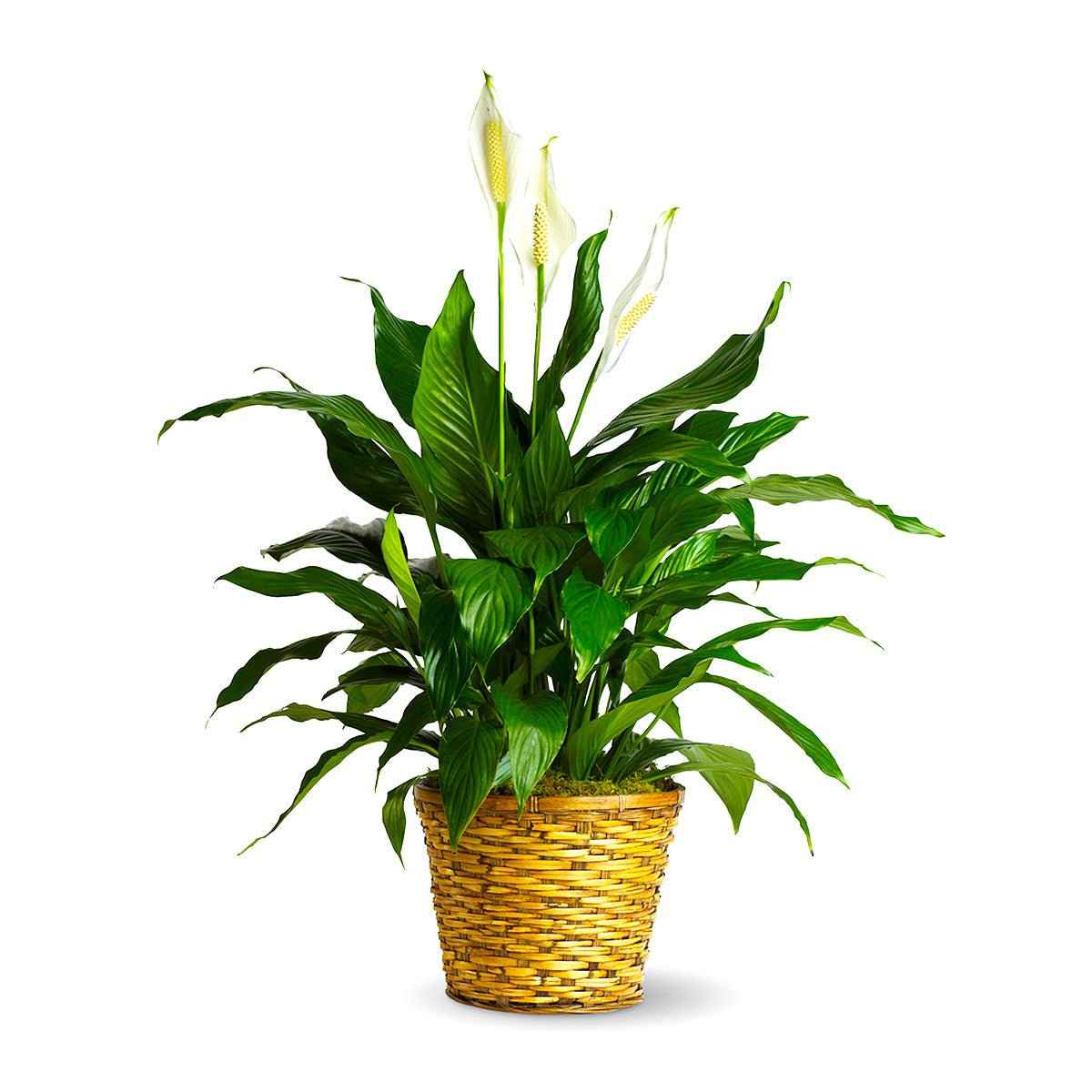 tiger lily indoor plant Peace Lily Plant