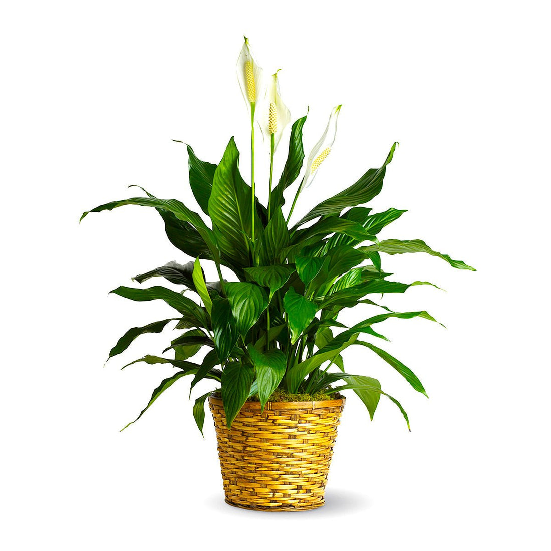 Peace Lily Plant - Tiger Lily Floral