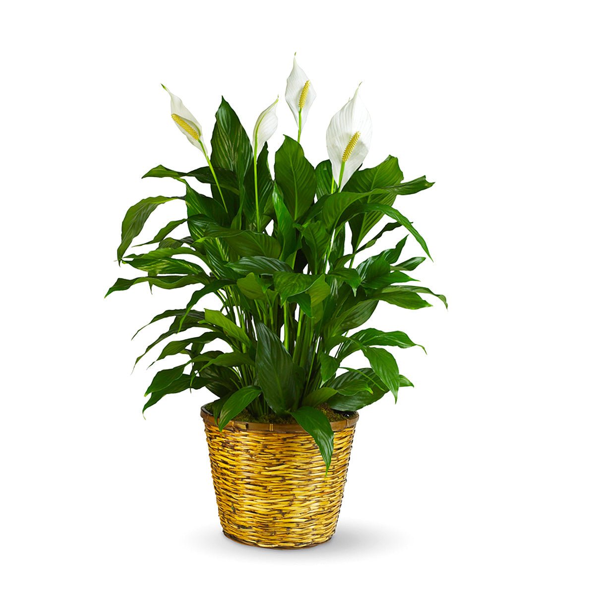 Peace Lily Plant - Tiger Lily Floral