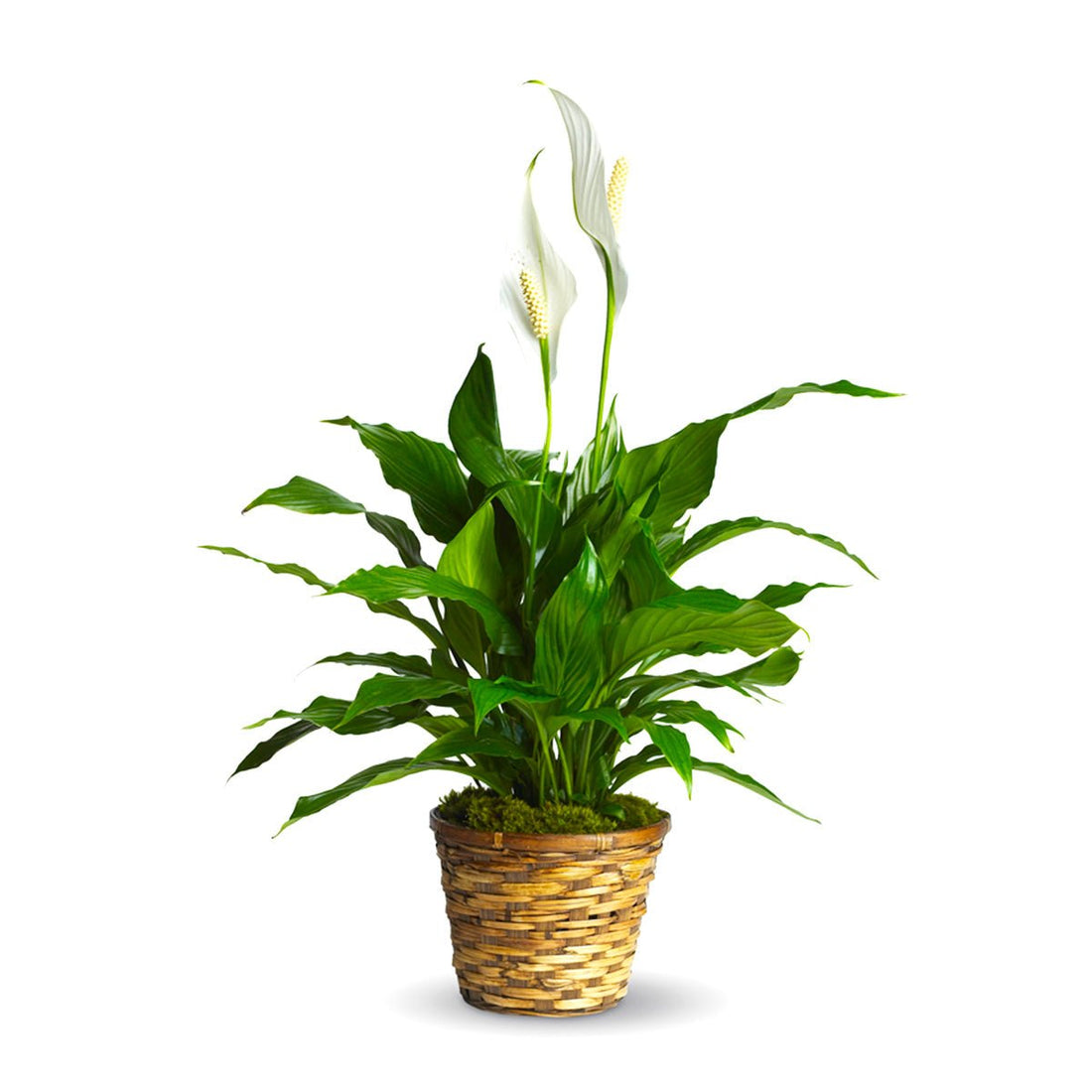 Peace Lily Plant - Tiger Lily Floral