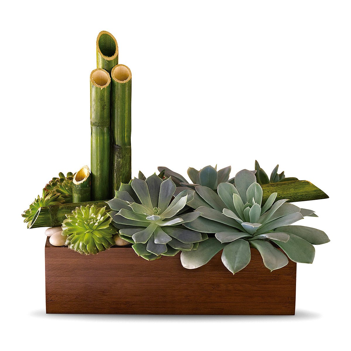 Peaceful Zen Succulent Garden - Tiger Lily Floral