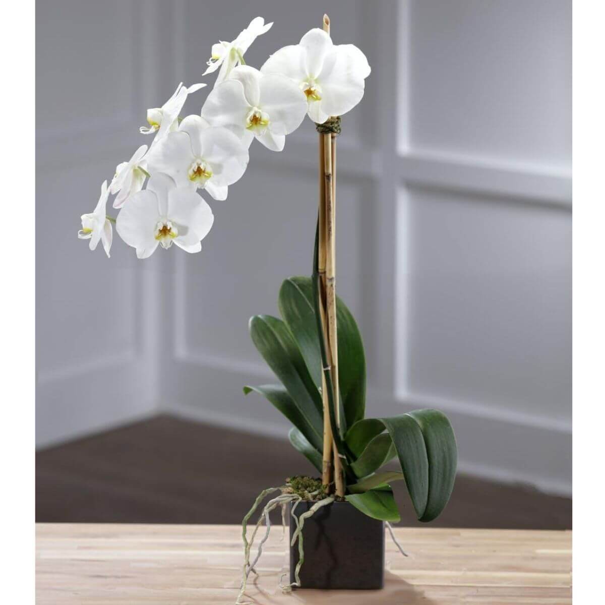 Magnificent Orchid Plant