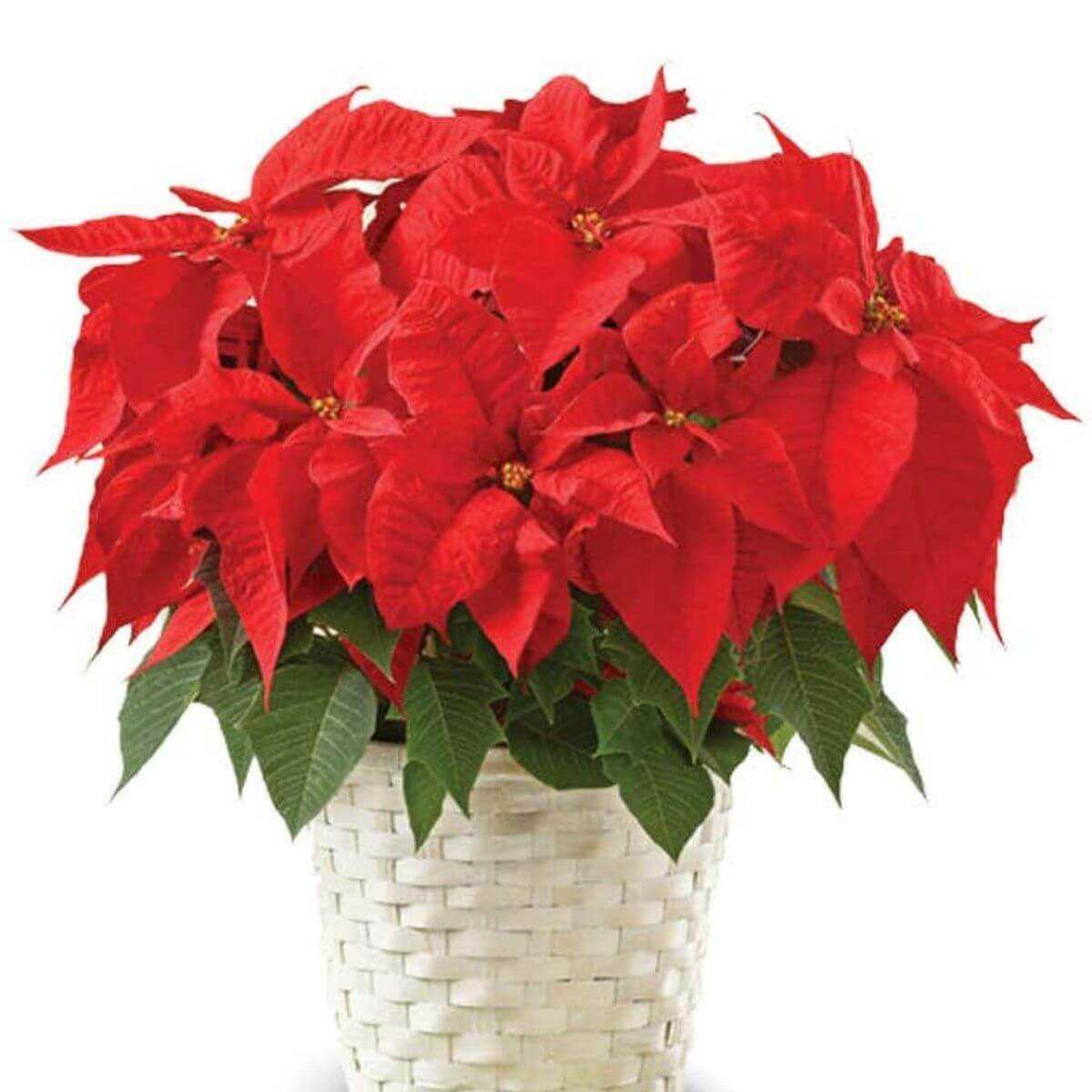 Poinsettia Plant