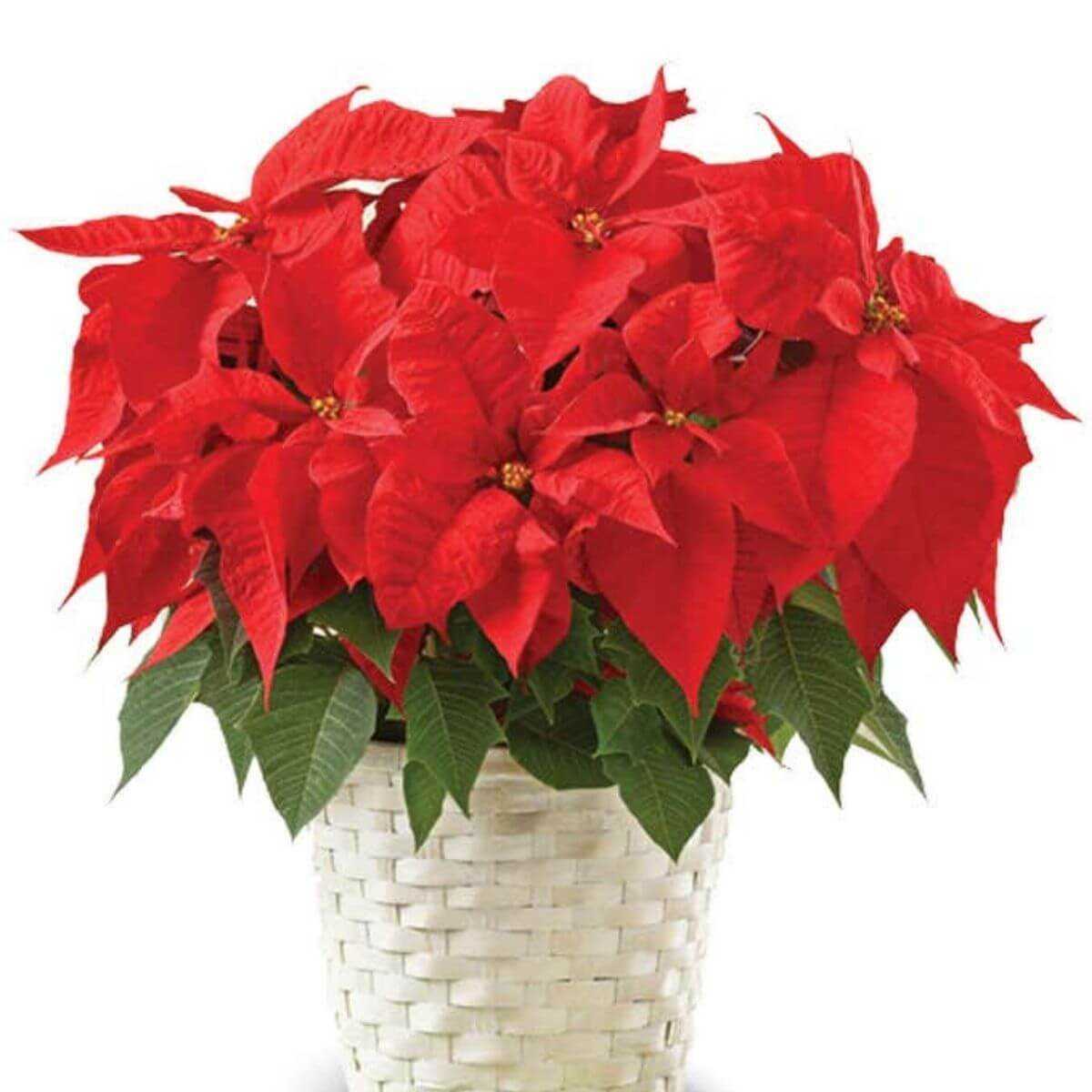 Poinsettia Plant